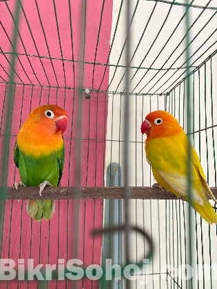 Lovebird For Sale